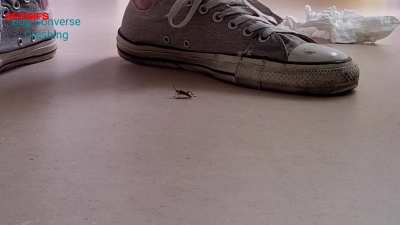 Bug Converse Crush Cum
