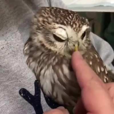 ❤️🦉Have a lovely night Credit to @suzu_usa.a1211