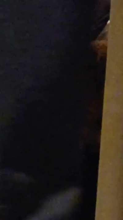 To make a video of our cat.