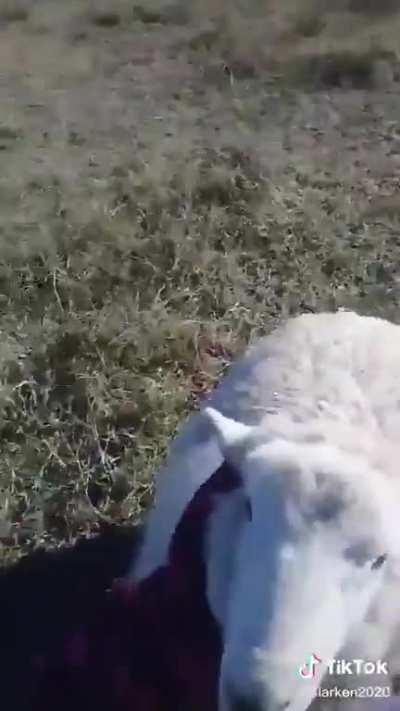 Oscar the sheep wearing a scarf