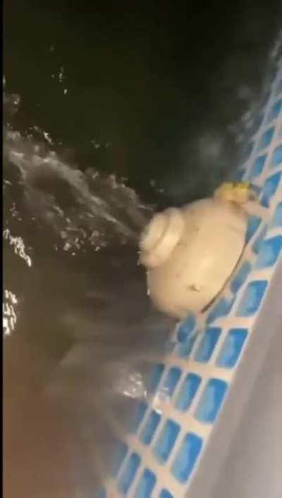 that sound the frog makes is hilarious