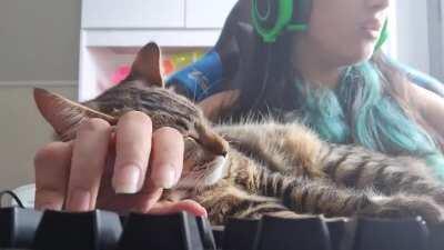 Trying to work with cat