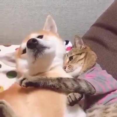 Hands off hooman, this doggo is mine.
