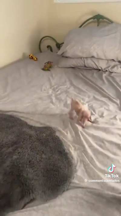 No sé si da miedito o gracia