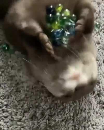 I heard you like... otters.