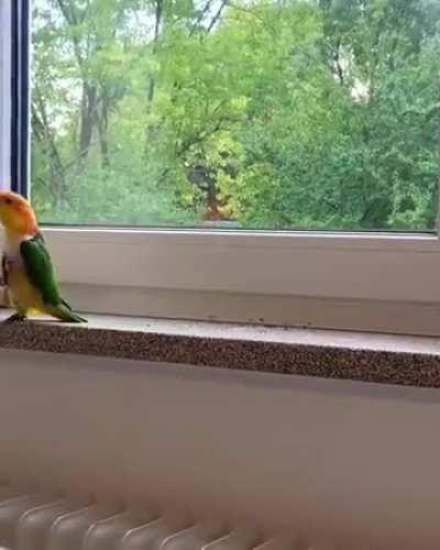 I'm looking after my elderly German neighbour's pet bird and it's started walking funny. Is this normal?