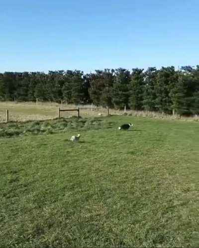 When your lack of sheepdog experience is cruelly exposed on your first day