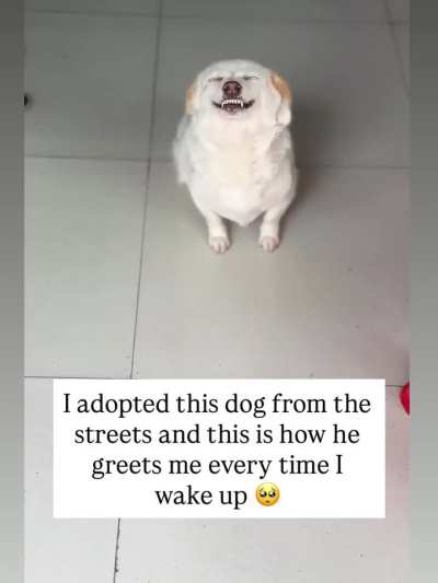 Adopted dog from streets this is how he greets every morning.