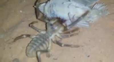 Solifugid (Camel Spider) feasting on a bird