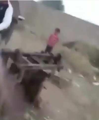 WCGW Two dogs fighting