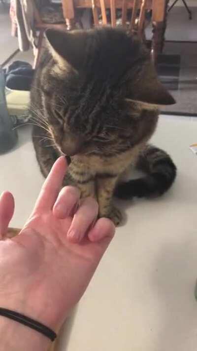 My cat is a true Aussie!