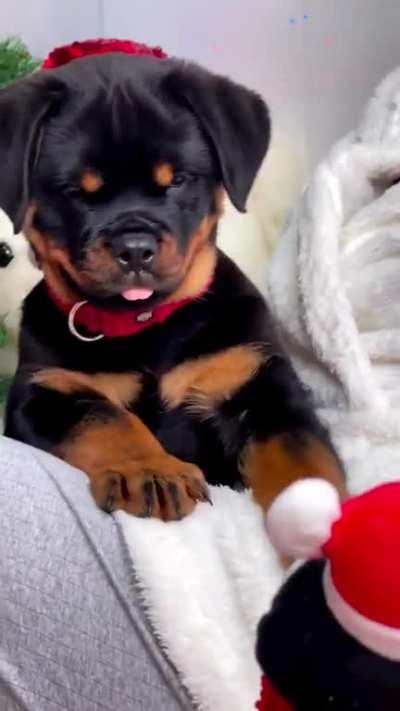 Surprised at the squeak