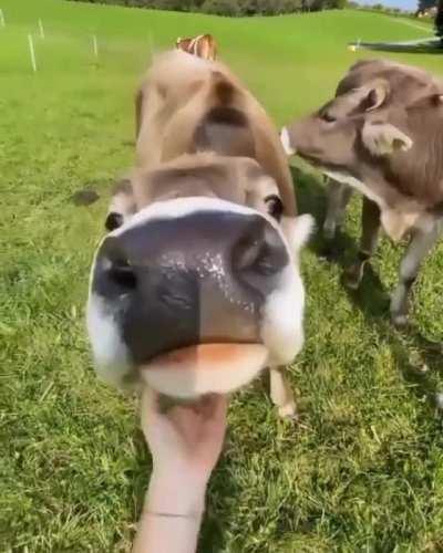 POV scritching a cow