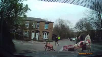 Dog attacks cart horses, owner walks away