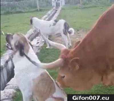 Cow cleaning his best friend!