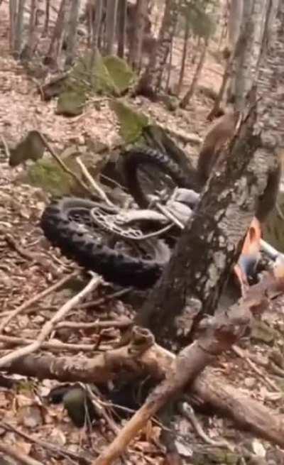 An unexpected attack in the forrest