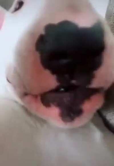 Jaja walter chistoso