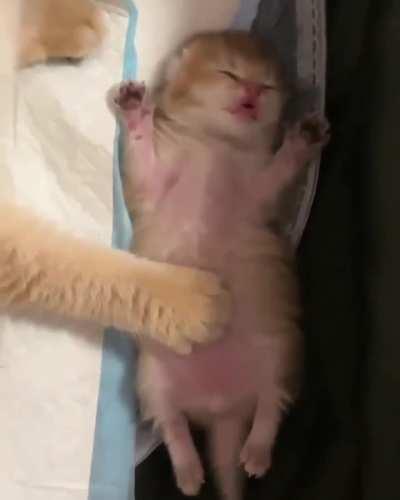 Momma cat making sure sleeping baby feels safe