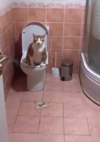 Slight flex, saving so much money on kitty litter