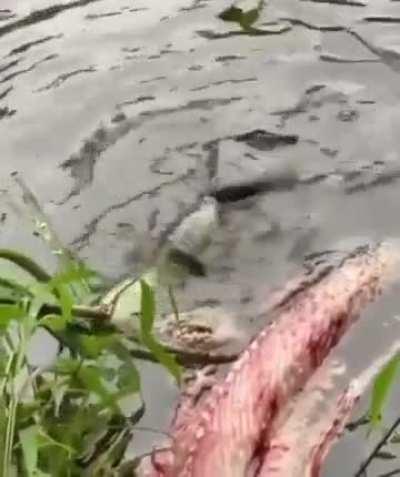Baby gator testing out a deathroll.