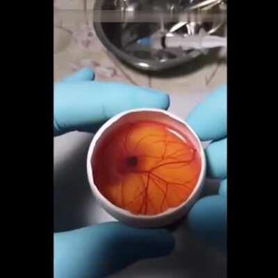 This guy grows a chicken in an open egg.