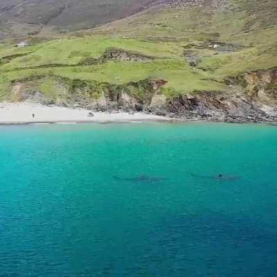 Basking sharks in Keem Bay, Achill island. Photography by @terrymcdonagh