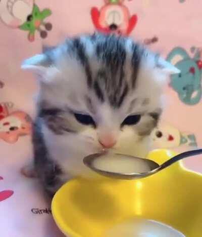 Cute kittens snack time