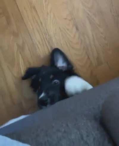 good doggo checking for monsters under the couch