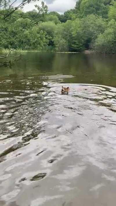 Rare water shiba!!!