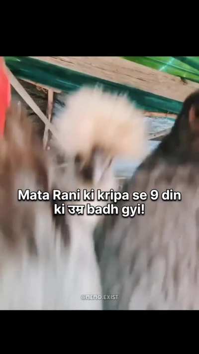 Murga samaaj me khushi ki leher!!