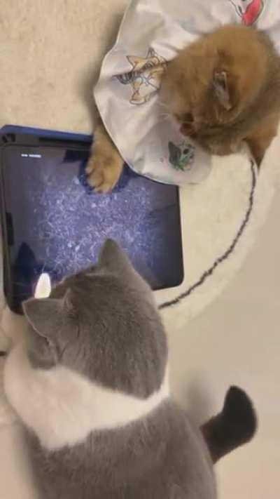 So Cute 😻😻😻