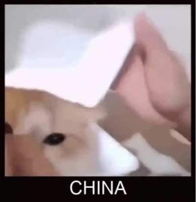 cornovirus contry xdd!!1! 🤣🤣🤣🇨🇳🇨🇳