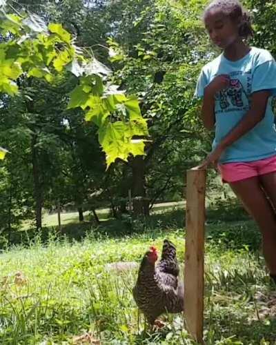 Koa the chicken doing tricks while the dog watches and helps out
