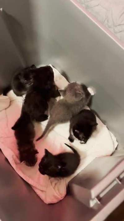 Two litters of kittens, too many charges
