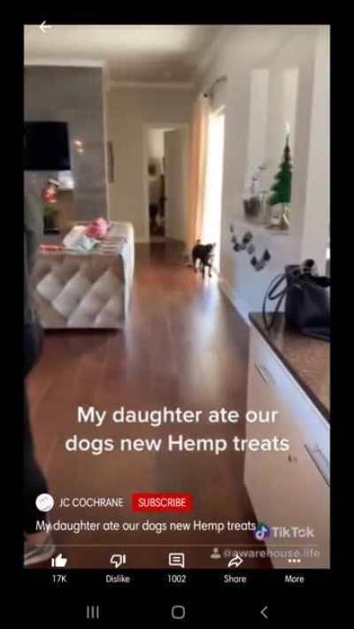Daughter dies inside after seeing she ate dog treats! (OP: @awarehouse.life on TikTok)