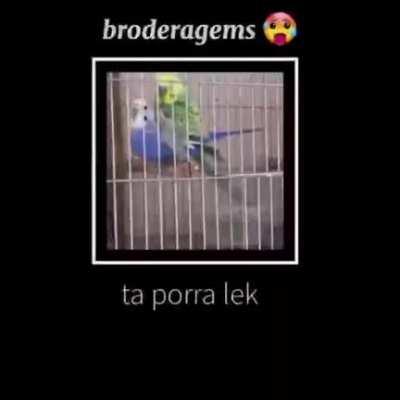 BRODERAGEM 🥵