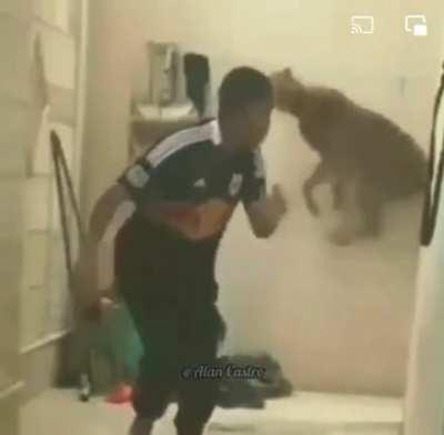 Mi mascota se puso juguetona