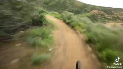 That is one fast dog