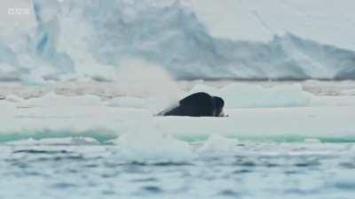 Orcas (Killer whales) hunting in frozen water. They're terrifyingly smart