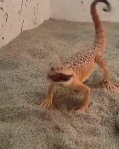 🔥 The threat display of this angry little Toad-Head Agama lizard