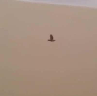 After over a year I have finally found it