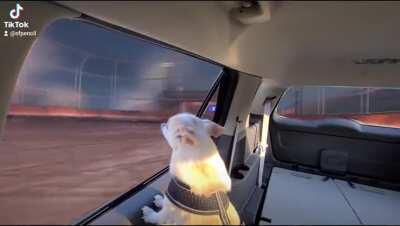 That's just my baby doggie.