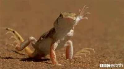 America's Cup boats be like