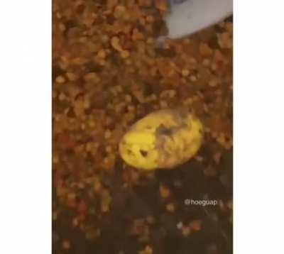 It's a riot shield ever heard of it?