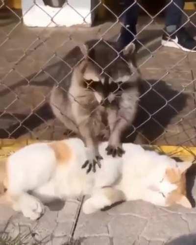 Ah yes trash panda, right there