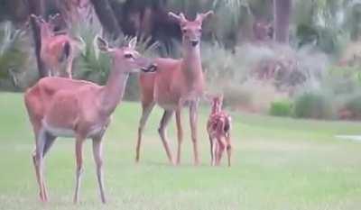 This 12 foot long absolute FUCKING UNIT of a crocodile 🐊