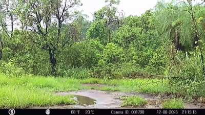 The beauty of the Pantanal