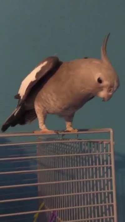BeepBorb