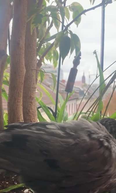 stupiddovenests - Video #5871