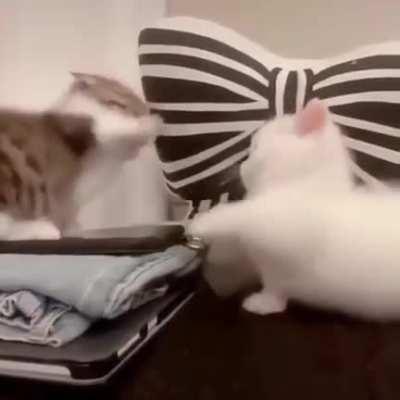 WOLRDSTAR! WORLDSTAR!